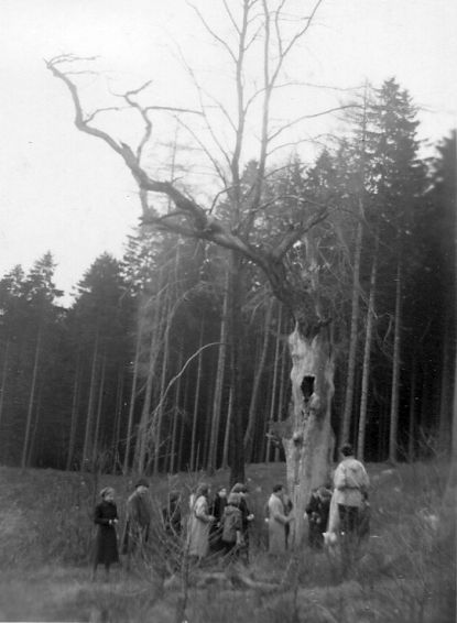 Foto der Tentrus-Eiche zwischen Eschershausen und Stadtoldendorf